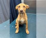Small Labrador Retriever Mix