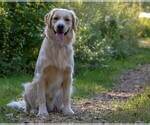 Small Photo #1 Golden Retriever Puppy For Sale in EYOTA, MN, USA