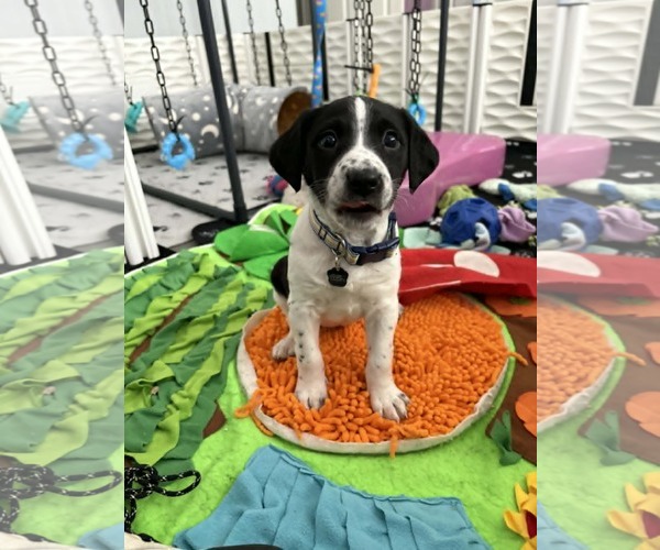 Medium Photo #1 Mutt Puppy For Sale in Holly Springs, NC, USA