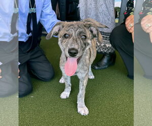 Mountain Cur Dogs for adoption in Gilberts, IL, USA