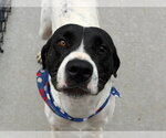 Small #1 Plott Hound Mix