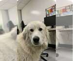 Small #4 Great Pyrenees
