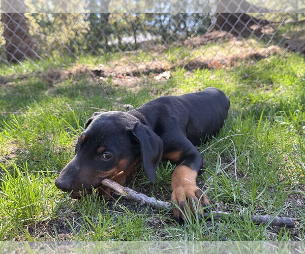 Medium Photo #7 Doberman Pinscher Puppy For Sale in Buffalo, MN, USA
