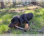 Small #6 Doberman Pinscher