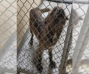 Mutt Dogs for adoption in Anchorage, AK, USA