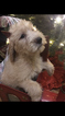 Small Photo #4 Poodle (Standard)-Spinone Italiano Mix Puppy For Sale in CLEVELAND, OH, USA