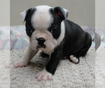 Puppy Bonnie Boston Terrier