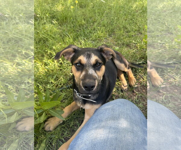 Medium Photo #5 Shepweiller Puppy For Sale in Sandy, UT, USA