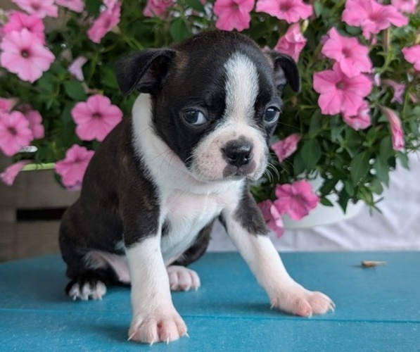 Medium Photo #6 Boston Terrier Puppy For Sale in GOSHEN, IN, USA