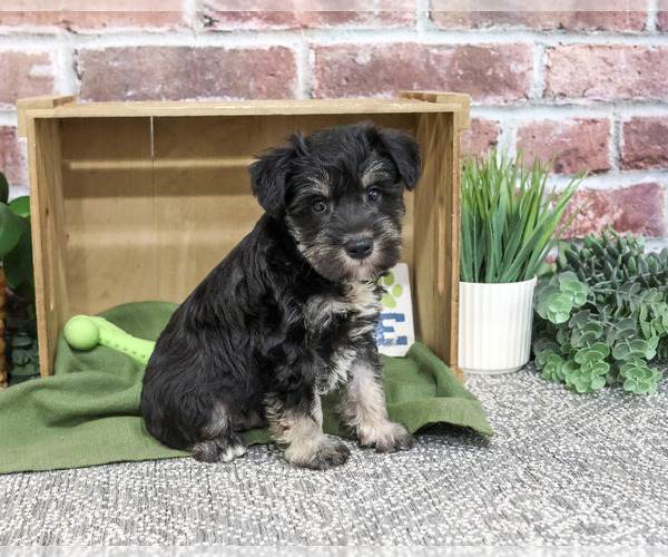 Medium Photo #2 Schnauzer (Miniature) Puppy For Sale in SYRACUSE, IN, USA