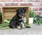 Small #1 Schnauzer (Miniature)