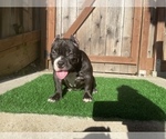 Small Photo #3 American Bully Puppy For Sale in OAKLAND, CA, USA