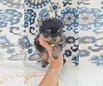 Puppy Beauty Yoranian