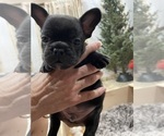 Small Photo #7 French Bulldog Puppy For Sale in CLEARWATER, FL, USA