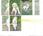 Puppy Popcorn 5 Labradoodle-Sheepadoodle Mix