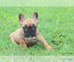 Puppy Carter French Bulldog