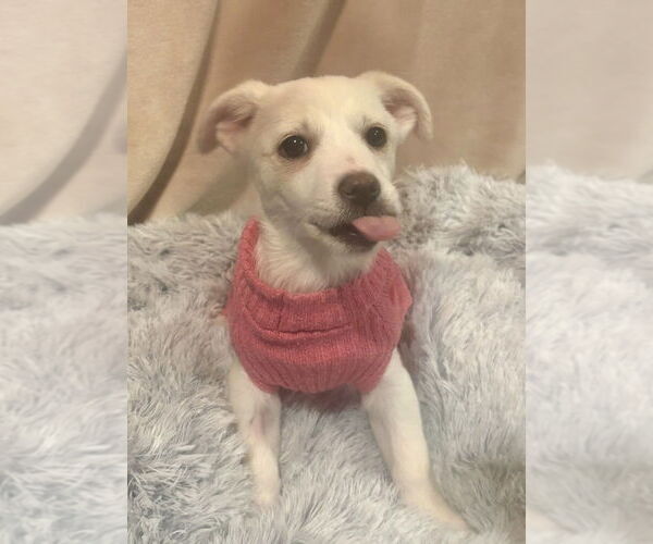 Medium Photo #4 Chihuahua-Unknown Mix Puppy For Sale in Andover, MN, USA