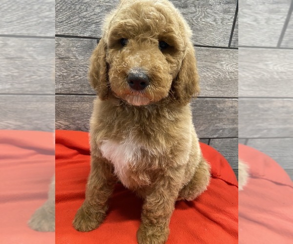 Medium Photo #9 Goldendoodle-Poodle (Standard) Mix Puppy For Sale in RICHMOND, IL, USA