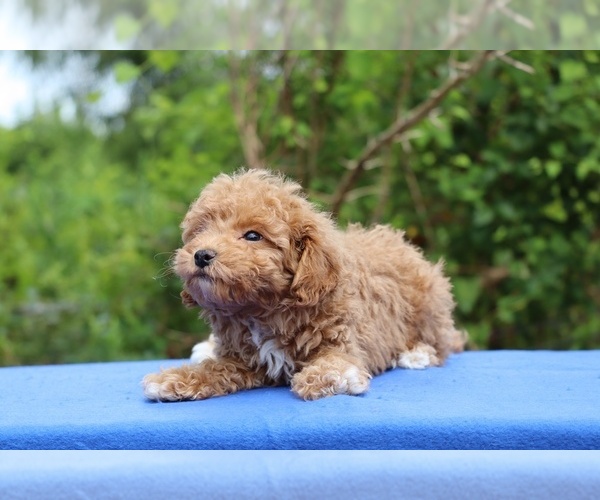 Medium Photo #8 Poodle (Toy) Puppy For Sale in DYERSBURG, TN, USA
