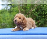 Small #7 Poodle (Toy)