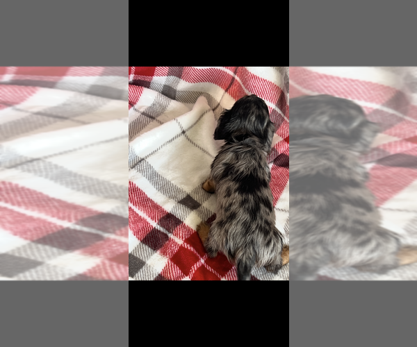 Medium Photo #5 Dachshund Puppy For Sale in NILES, MI, USA