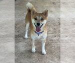Small #5 Shiba Inu