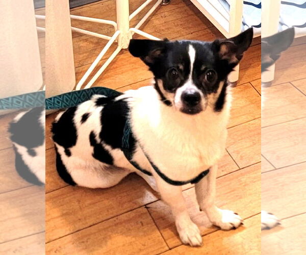 Medium Photo #7 Chihuahua-Unknown Mix Puppy For Sale in Wakefield, RI, USA