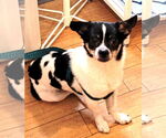 Small #6 Chihuahua Mix