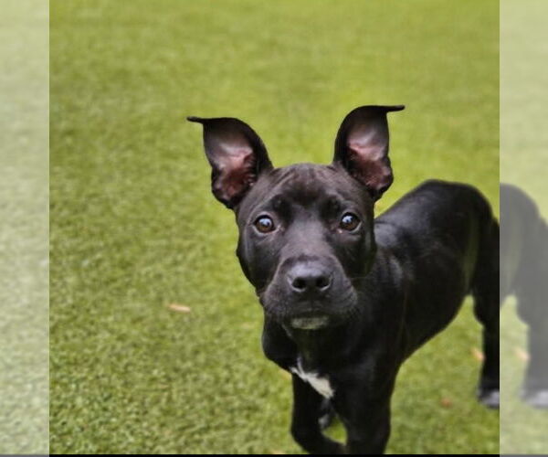 Medium Photo #11 Mutt Puppy For Sale in Buffalo, MN, USA
