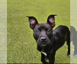 Small #10 Mutt