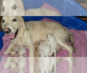 Mother of the Golden Retriever puppies born on 08/19/2022