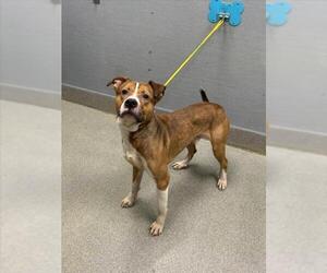 Mutt Dogs for adoption in Las Vegas, NV, USA