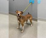 *BARRON - Male Mutt Dog for Adoption - Small photo