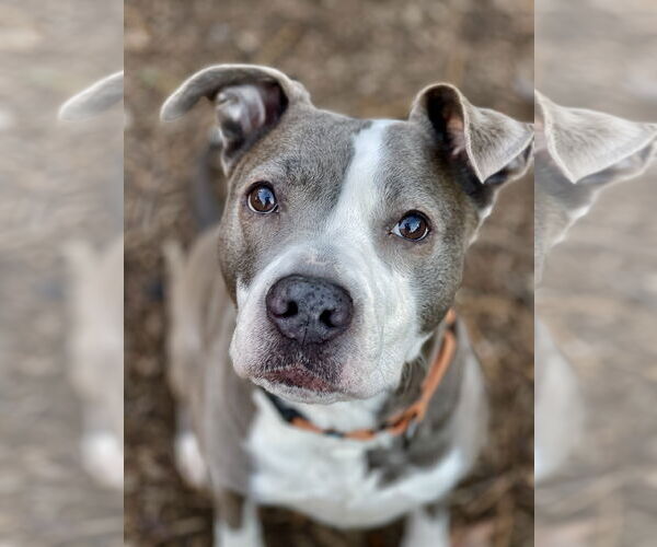 Medium Photo #15 Mutt Puppy For Sale in Mount Laurel, NJ, USA