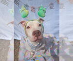 Small #2 American Bulldog Mix