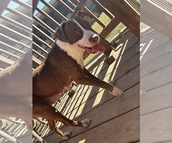 Medium Photo #2 American Pit Bull Terrier-Unknown Mix Puppy For Sale in Wetumpka, AL, USA