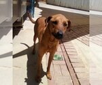 Small #1 Labrador Retriever Mix
