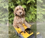 Small #1 Cockapoo