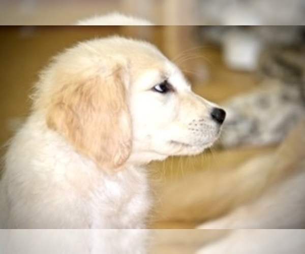 Medium Photo #7 Golden Retriever Puppy For Sale in JERSEY CITY, NJ, USA