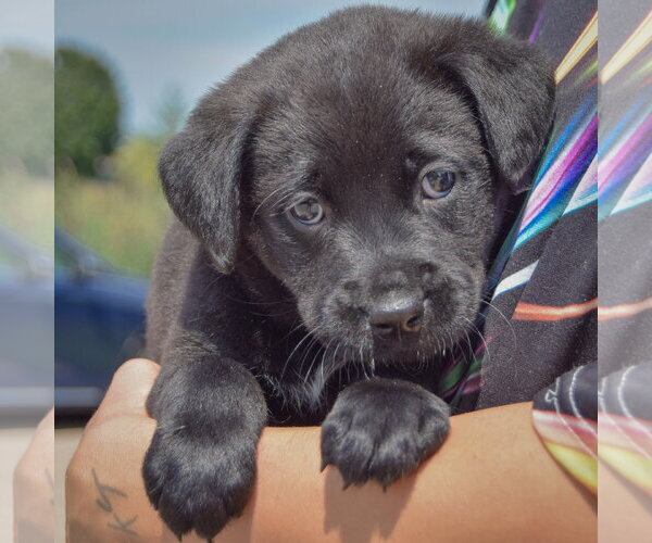 Medium Photo #3 American Bulldog-Chocolate Labrador retriever Mix Puppy For Sale in Huntley, IL, USA