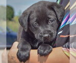 Small #2 American Bulldog-Chocolate Labrador retriever Mix