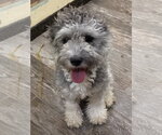 Small #1 Poovanese