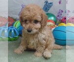 Small #3 Cavapoo