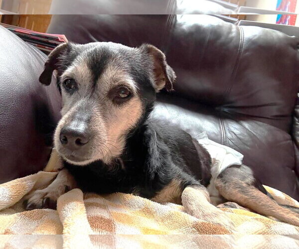 Medium Photo #7 Mutt Puppy For Sale in Boonton, NJ, USA