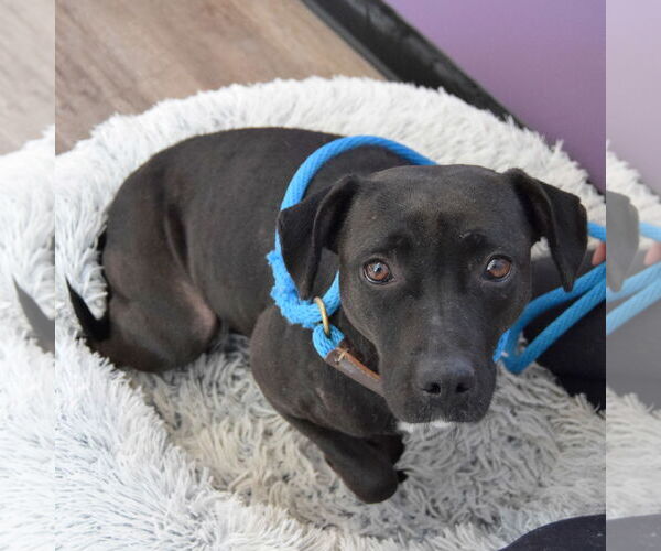 Medium Photo #6 Australian Shepherd-Unknown Mix Puppy For Sale in Huntley, IL, USA