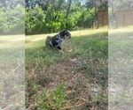 Puppy Tonita black 3 English Bulldog