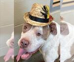 Small #2 American Pit Bull Terrier Mix