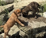 Small #2 Boxer-Poodle (Standard) Mix