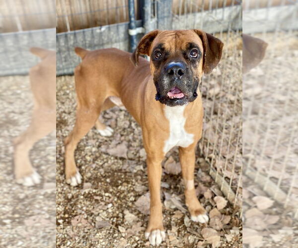 Medium Photo #2 Boxer Puppy For Sale in Austin, TX, USA