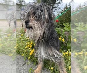 Mutt Dogs for adoption in Anchorage, AK, USA